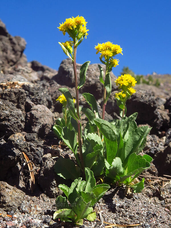alpine goldenrod (Solidago simplex var. nana) [Adams Glacier Meadows, Mt. Adams Wilderness, Skamania County, Washington]