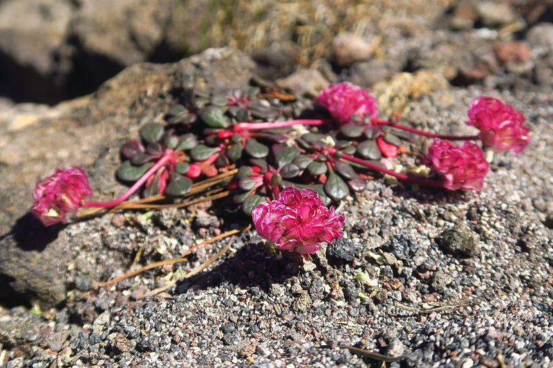 hot pink pussypaws (Calyptridium umbellatum (Cistanthe umbellata)) [Adams Glacier Meadows, Mt. Adams Wilderness, Skamania County, Washington]