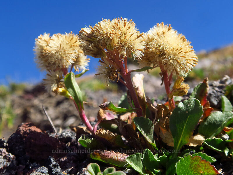 alpine goldenrod, gone to seed (Solidago simplex var. nana) [Adams Glacier moraine, Mt. Adams Wilderness, Skamania County, Washington]