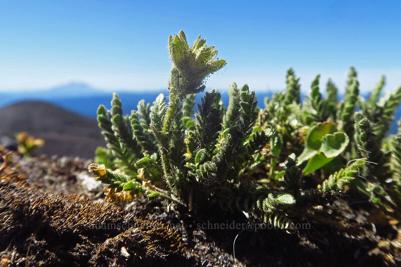 elegant Jacob's ladder, going to seed (Polemonium elegans) [Adams Glacier moraine, Mt. Adams Wilderness, Skamania County, Washington]