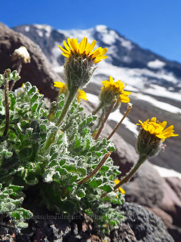 dwarf alpine-gold (Hulsea nana) [Adams Glacier moraine, Mt. Adams Wilderness, Skamania County, Washington]