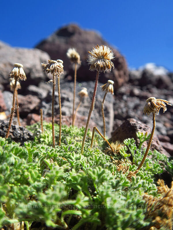 cut-leaf fleabane, gone to seed (Erigeron compositus) [Adams Glacier moraine, Mt. Adams Wilderness, Skamania County, Washington]
