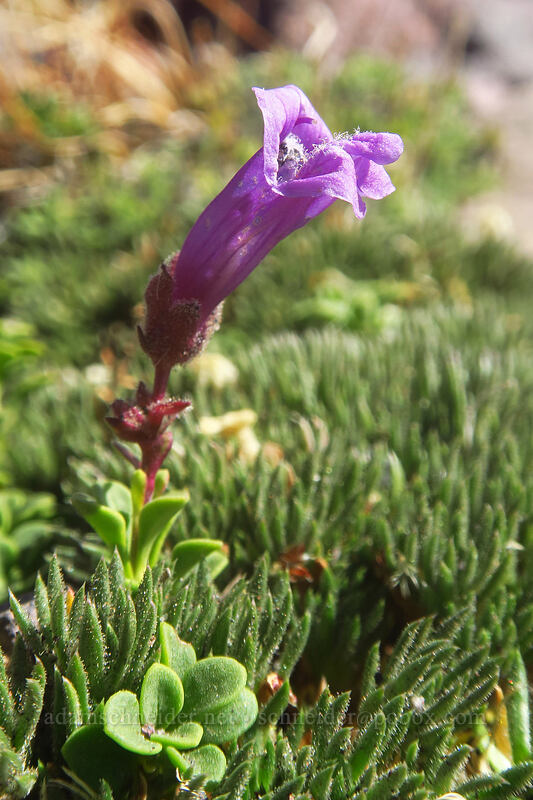 Davidson's penstemon (Penstemon davidsonii) [Adams Glacier moraine, Mt. Adams Wilderness, Skamania County, Washington]