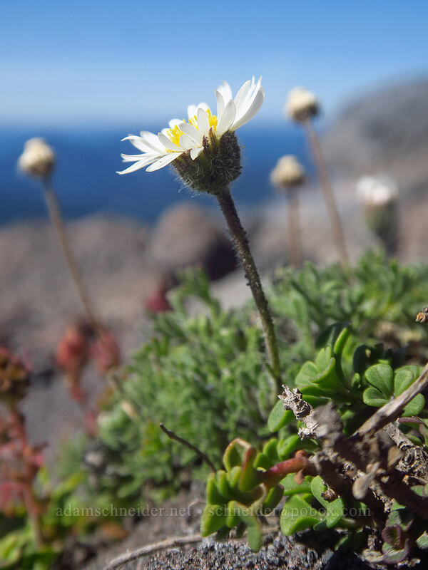 cut-leaf fleabane (Erigeron compositus) [Adams Glacier moraine, Mt. Adams Wilderness, Yakima County, Washington]