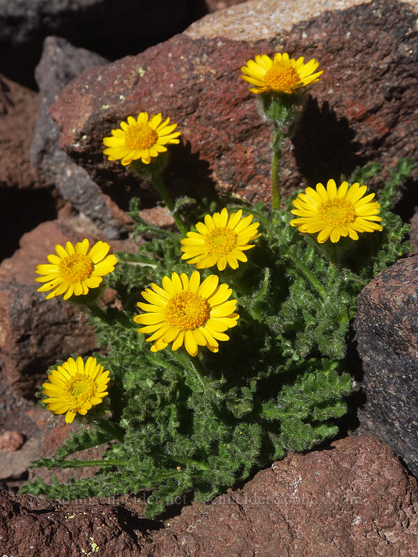 dwarf alpine-gold (Hulsea nana) [Adams Glacier moraine, Mt. Adams Wilderness, Yakima County, Washington]