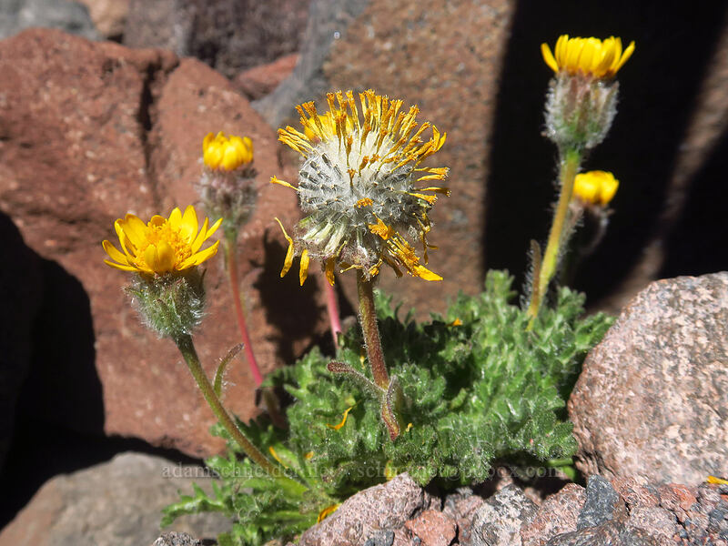 dwarf alpine-gold, going to seed (Hulsea nana) [Adams Glacier moraine, Mt. Adams Wilderness, Yakima County, Washington]