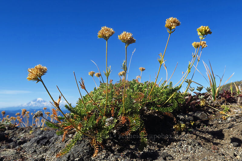 Gordon's ivesia, going to seed (Ivesia gordonii (Potentilla gordonii)) [Adams Glacier Meadows, Mt. Adams Wilderness, Yakima County, Washington]