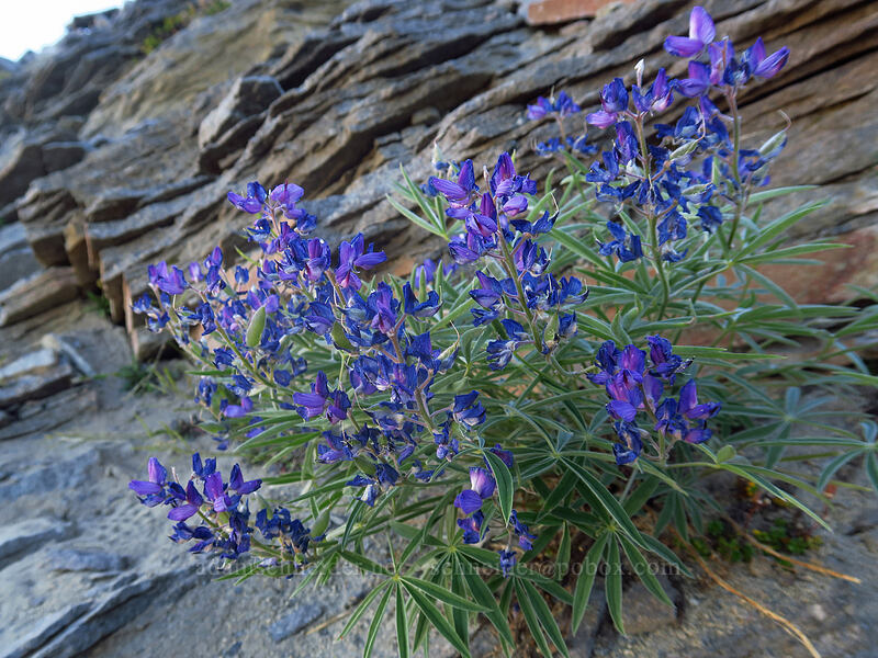 silky lupine (Lupinus sericeus) [High Camp Trail, Mt. Adams Wilderness, Skamania County, Washington]
