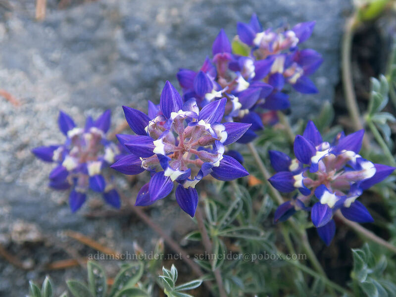 dwarf lupines (Lupinus lepidus var. lobbii) [High Camp Trail, Mt. Adams Wilderness, Skamania County, Washington]