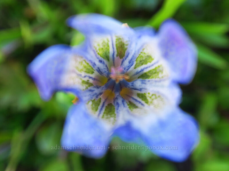 explorer's gentian (Gentiana calycosa) [Pacific Crest Trail, Mt. Adams Wilderness, Skamania County, Washington]