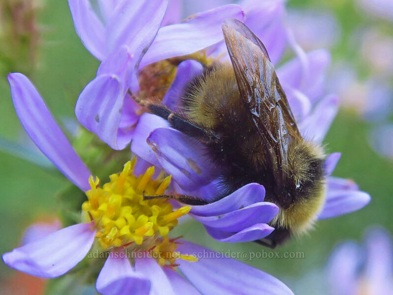 bumblebee sleeping on Cascade asters (Bombus sp., Doellingeria ledophylla (Eucephalus ledophyllus) (Aster ledophyllus)) [Pacific Crest Trail, Mt. Adams Wilderness, Skamania County, Washington]