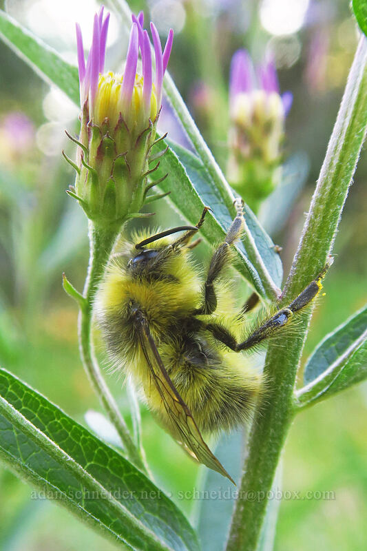bumblebee sleeping on a Cascade aster (Bombus sp., Doellingeria ledophylla (Eucephalus ledophyllus) (Aster ledophyllus)) [Pacific Crest Trail, Mt. Adams Wilderness, Skamania County, Washington]