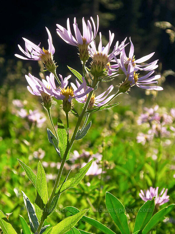Cascade asters (Doellingeria ledophylla (Eucephalus ledophyllus) (Aster ledophyllus)) [Divide Camp Trail, Mt. Adams Wilderness, Skamania County, Washington]
