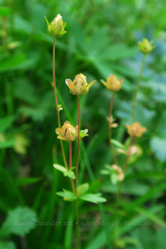 fan-leaf cinquefoil, going to seed (Potentilla flabellifolia) [Divide Camp Trail, Mt. Adams Wilderness, Skamania County, Washington]