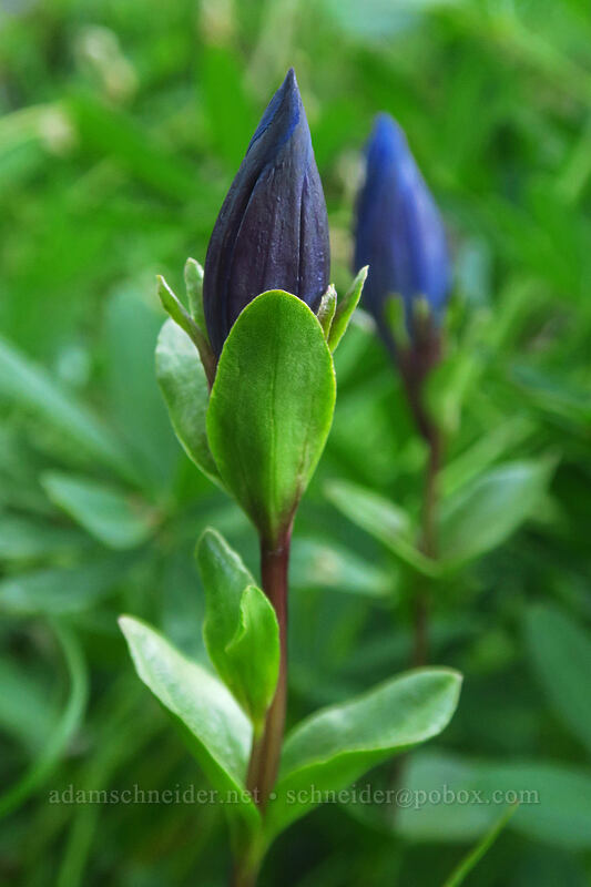 explorer's gentian, budding (Gentiana calycosa) [Divide Camp Trail, Mt. Adams Wilderness, Skamania County, Washington]