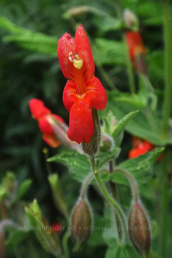 scarlet monkeyflower (Erythranthe cardinalis (Mimulus cardinalis)) [Mount Whitney Trail, Inyo National Forest, Inyo County, California]