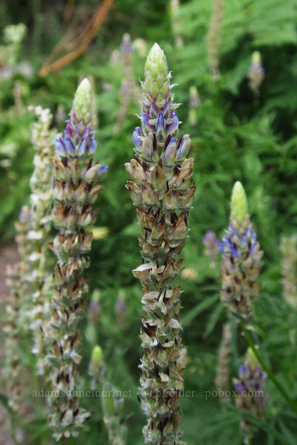 Inyo meadow lupine (Lupinus pratensis) [Mount Whitney Trail, Inyo National Forest, Inyo County, California]