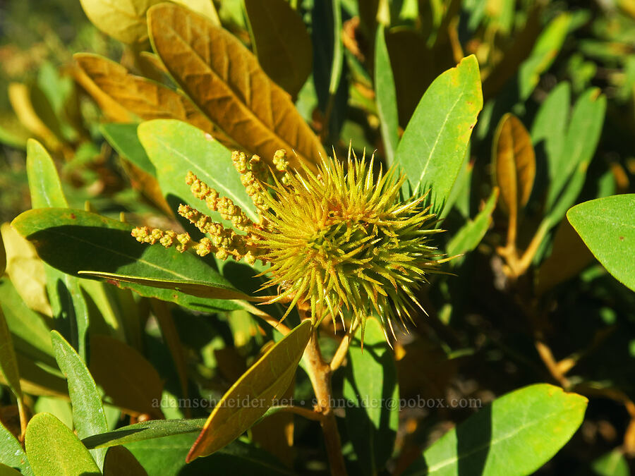 Sierra chinquapin (Chrysolepis sempervirens) [North Fork Lone Pine Creek Trail, John Muir Wilderness, Inyo County, California]