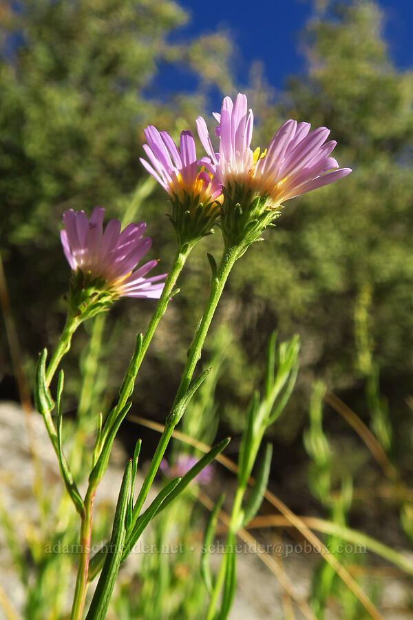 western long-leaf aster (Symphyotrichum ascendens (Aster ascendens)) [North Fork Lone Pine Creek Trail, John Muir Wilderness, Inyo County, California]