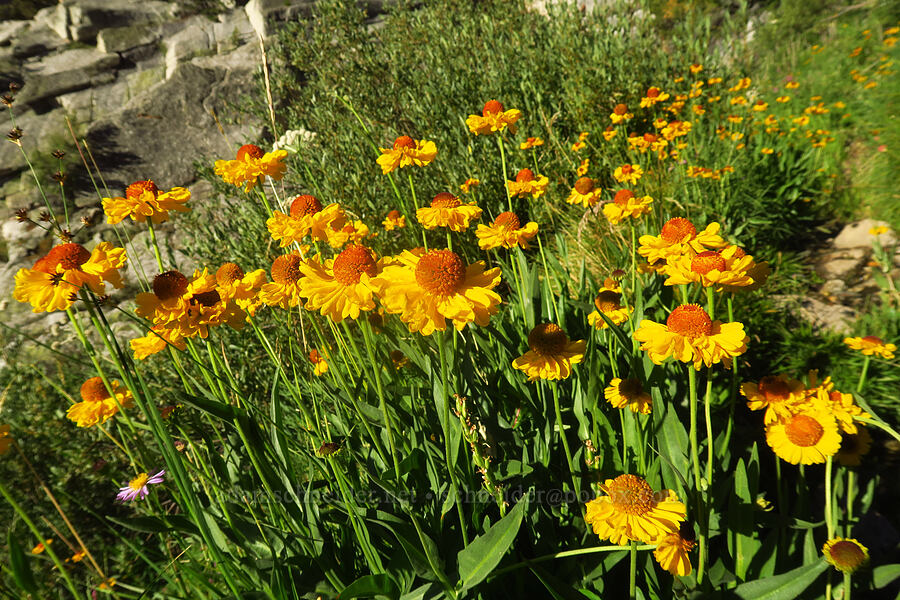 Bigelow's sneezeweed (Helenium bigelovii) [North Fork Lone Pine Creek Trail, John Muir Wilderness, Inyo County, California]