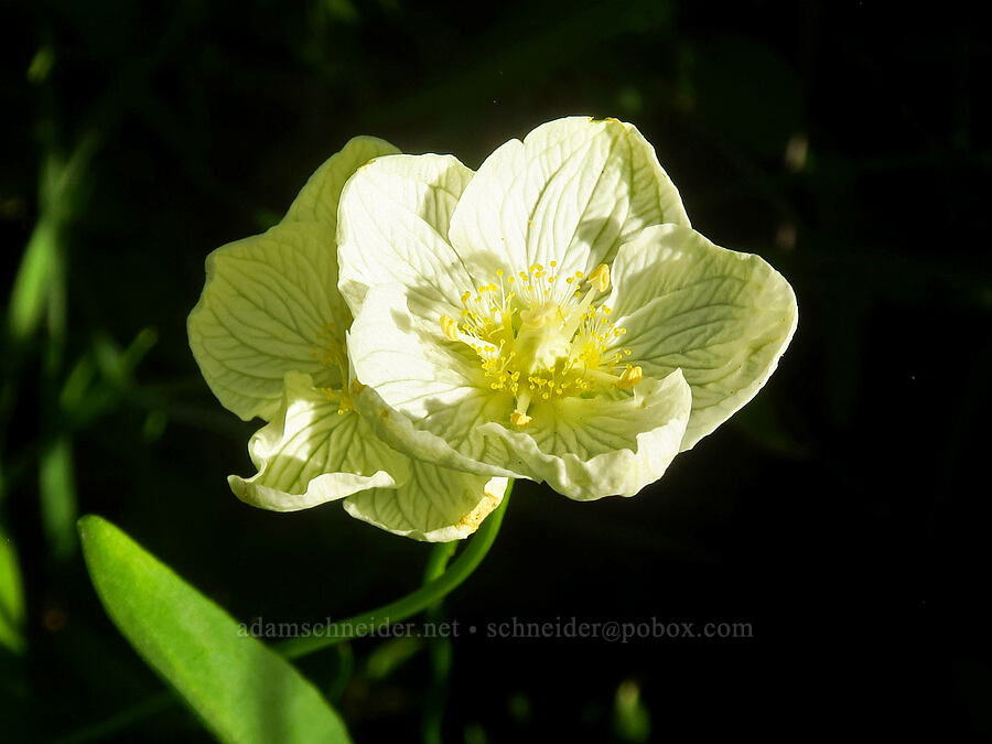 marsh grass-of-Parnassus (Parnassia palustris (Parnassia californica)) [North Fork Lone Pine Creek Trail, John Muir Wilderness, Inyo County, California]
