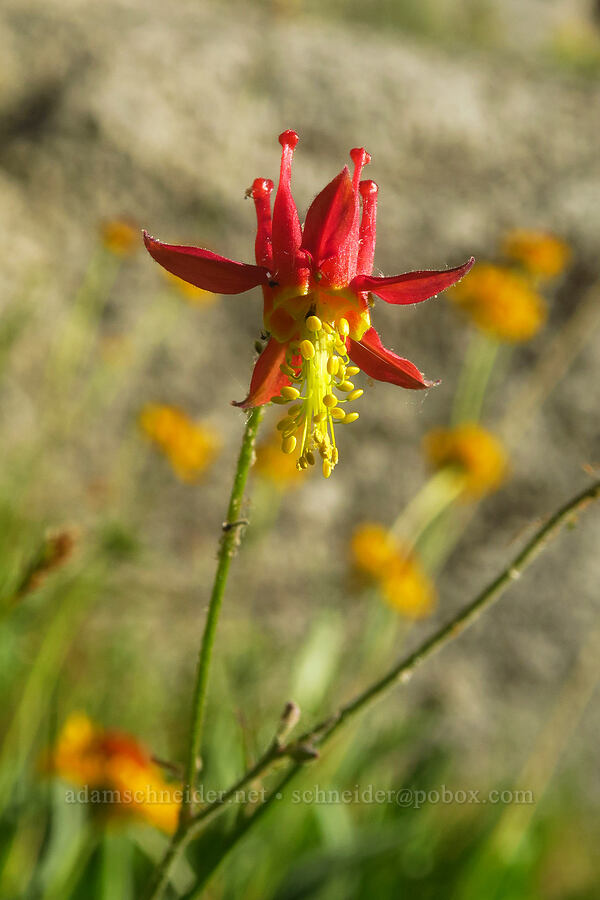 western columbine (Aquilegia formosa) [North Fork Lone Pine Creek Trail, John Muir Wilderness, Inyo County, California]