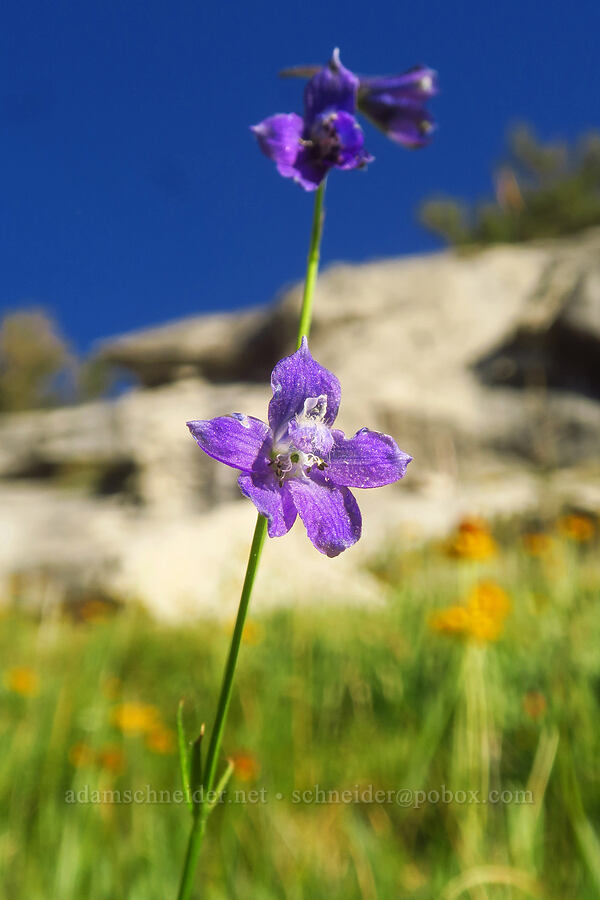 mountain marsh larkspur (Delphinium polycladon) [North Fork Lone Pine Creek Trail, John Muir Wilderness, Inyo County, California]