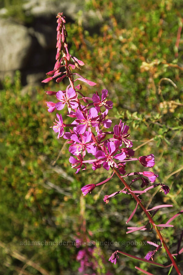 fireweed (Chamerion angustifolium (Chamaenerion angustifolium) (Epilobium angustifolium)) [North Fork Lone Pine Creek Trail, John Muir Wilderness, Inyo County, California]