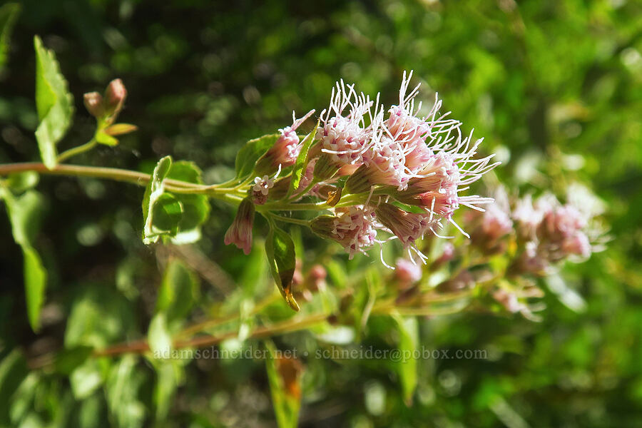 western snakeroot (Ageratina occidentalis (Eupatorium occidentale)) [North Fork Lone Pine Creek Trail, John Muir Wilderness, Inyo County, California]