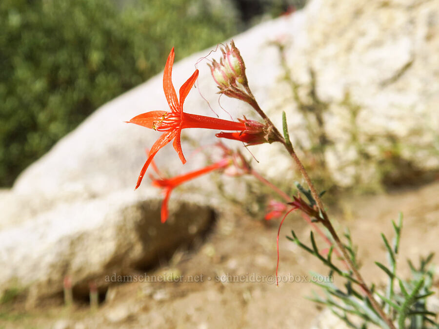 scarlet gilia (Ipomopsis aggregata) [North Fork Lone Pine Creek Trail, John Muir Wilderness, Inyo County, California]