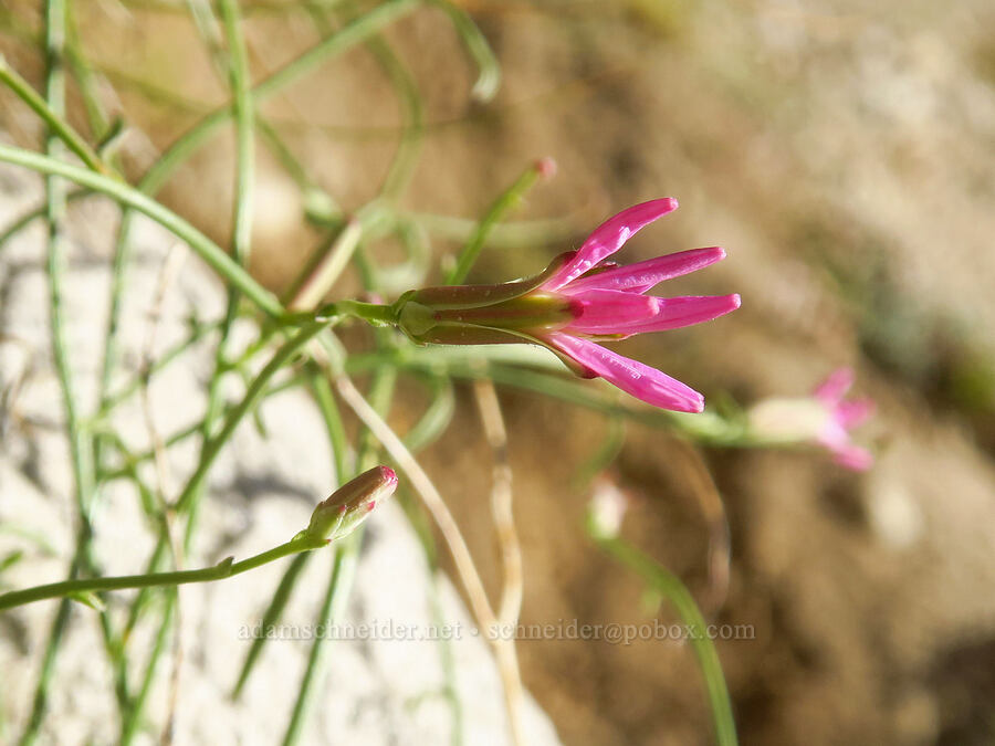 few-flowered wire-lettuce (Stephanomeria pauciflora) [North Fork Lone Pine Creek Trail, John Muir Wilderness, Inyo County, California]