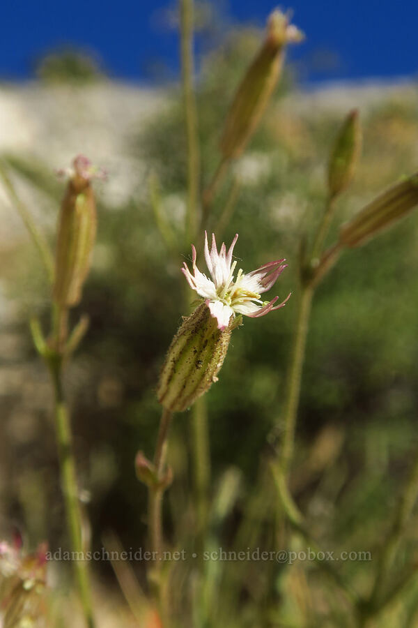 Palmer's catchfly (Silene bernardina) [North Fork Lone Pine Creek Trail, John Muir Wilderness, Inyo County, California]