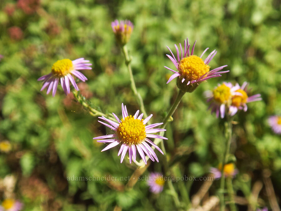 Brewer's fleabane (Erigeron breweri var. breweri) [North Fork Lone Pine Creek Trail, John Muir Wilderness, Inyo County, California]