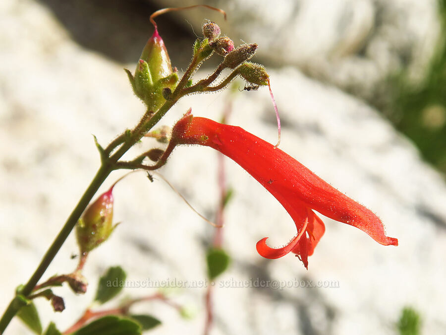 beaked penstemon (Penstemon rostriflorus (Penstemon bridgesii)) [above Lower Boy Scout Lake, John Muir Wilderness, Inyo County, California]