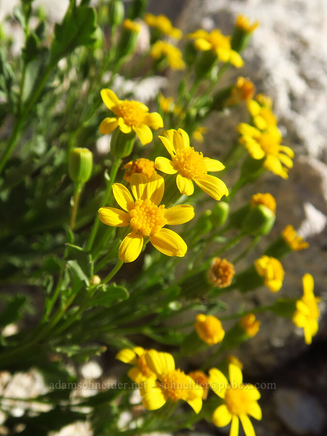 dwarf mountain groundsel/ragwort (Senecio fremontii) [above Lower Boy Scout Lake, John Muir Wilderness, Inyo County, California]