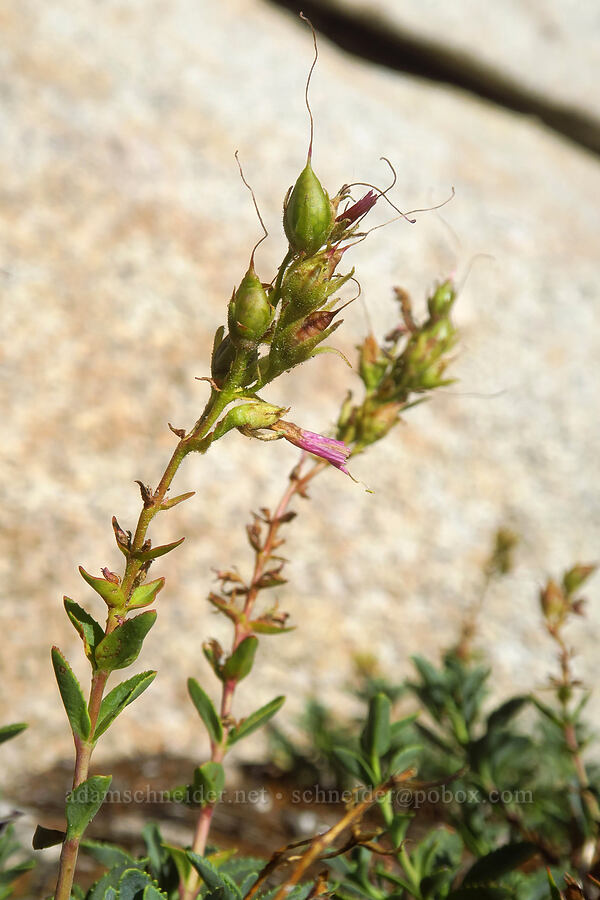 mountain pride, going to seed (Penstemon newberryi) [above Lower Boy Scout Lake, John Muir Wilderness, Inyo County, California]