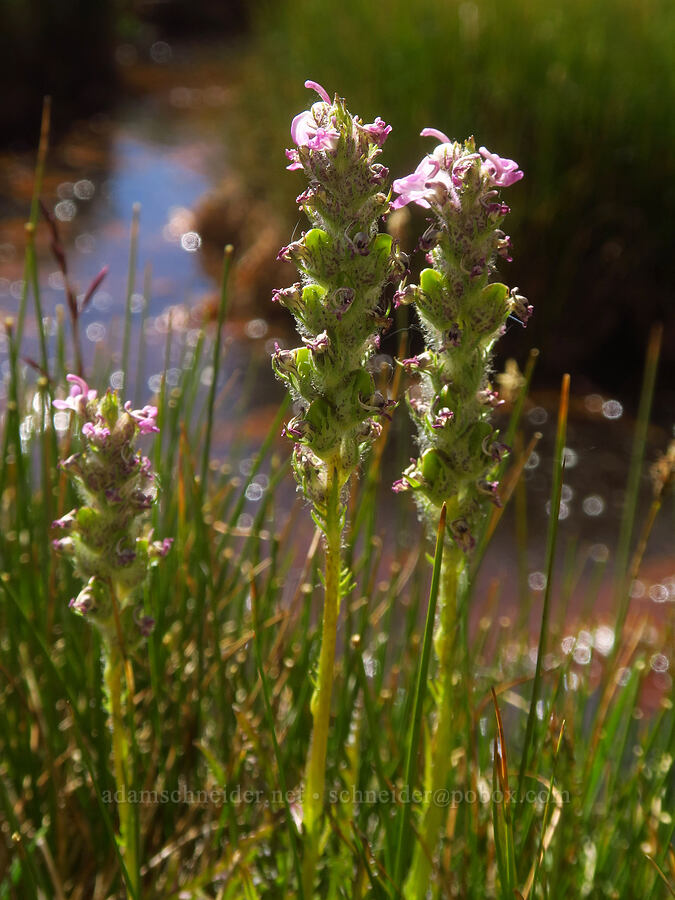 little elephant's-head lousewort (Pedicularis attollens) [Upper Boy Scout Lake, John Muir Wilderness, Inyo County, California]