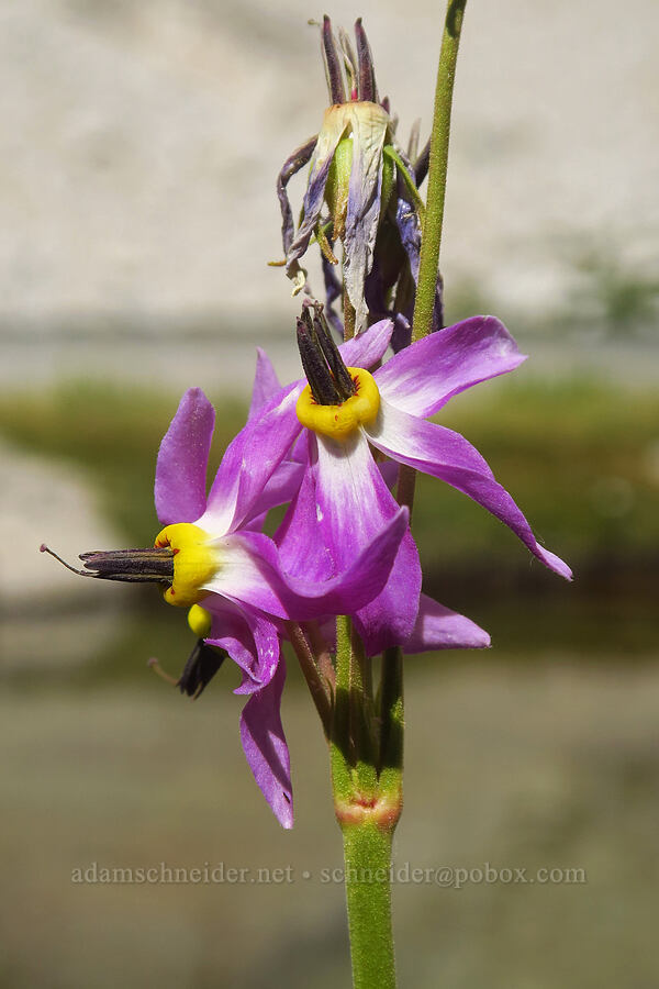 scented shooting stars (Dodecatheon redolens (Primula fragrans)) [Upper Boy Scout Lake, John Muir Wilderness, Inyo County, California]