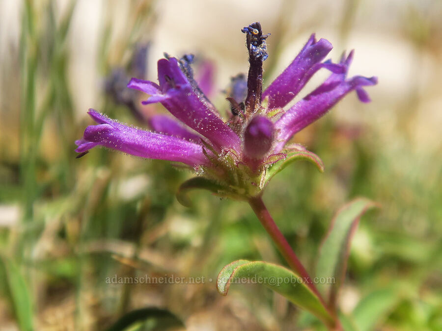 Sierra penstemon (Penstemon heterodoxus) [Upper Boy Scout Lake, John Muir Wilderness, Inyo County, California]