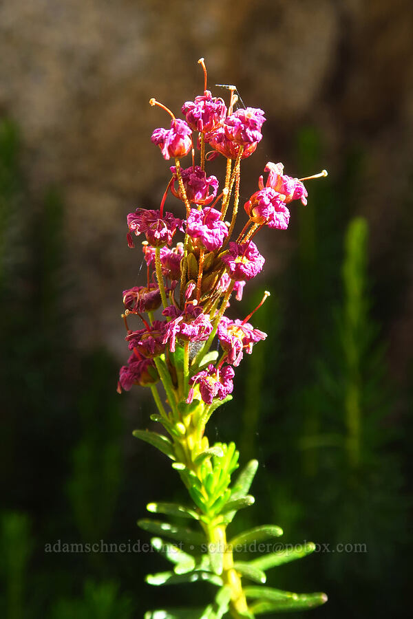 Brewer's (purple) mountain heather, fading (Phyllodoce breweri) [Upper Boy Scout Lake, John Muir Wilderness, Inyo County, California]