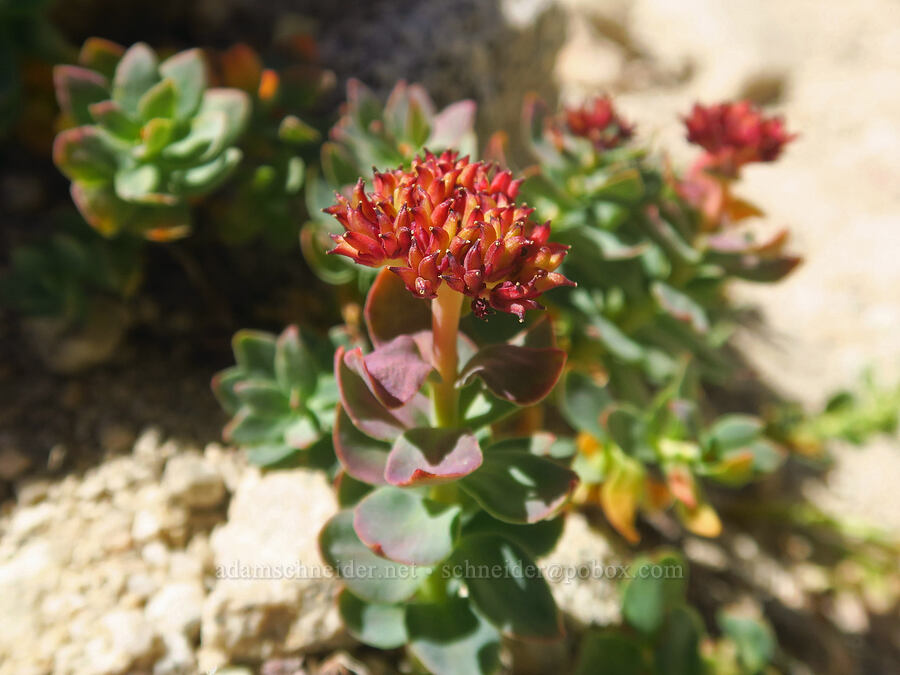western rose-root (Rhodiola integrifolia) [North Fork Lone Pine Creek Trail, John Muir Wilderness, Inyo County, California]