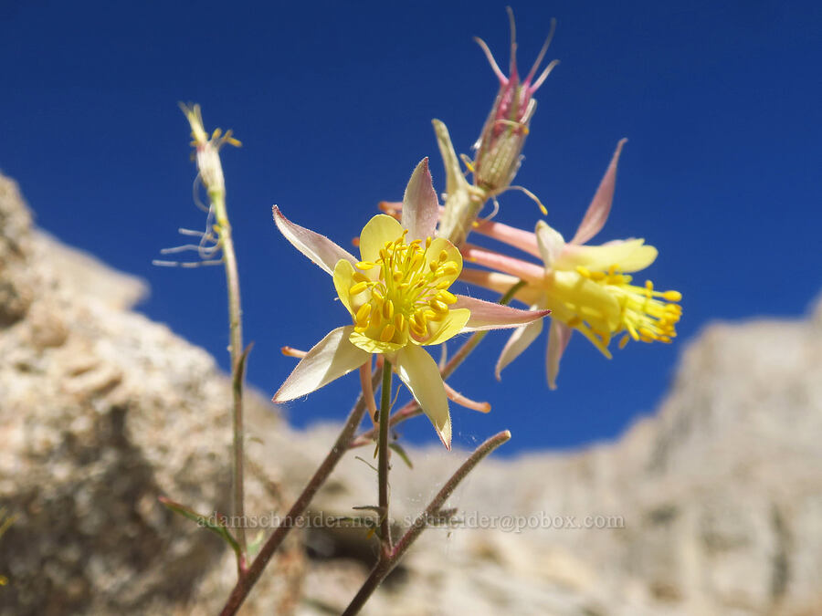Sierra columbine (Aquilegia pubescens) [North Fork Lone Pine Creek Trail, John Muir Wilderness, Inyo County, California]