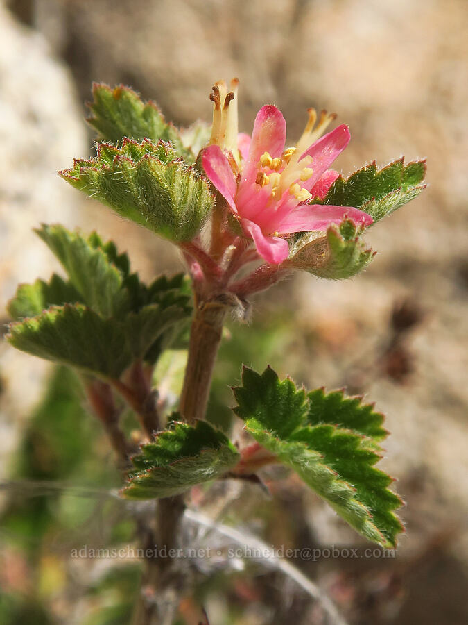 cliff-bush (Jamesia americana) [North Fork Lone Pine Creek Trail, John Muir Wilderness, Inyo County, California]