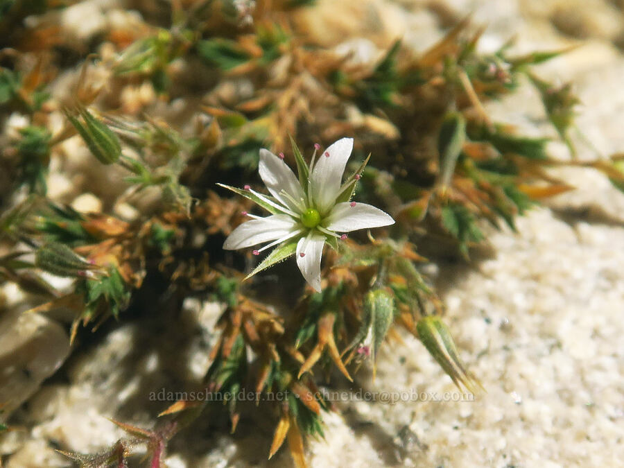Nuttall's sandwort (Minuartia nuttallii (Sabulina nuttallii) (Arenaria nuttallii)) [North Fork Lone Pine Creek Trail, John Muir Wilderness, Inyo County, California]