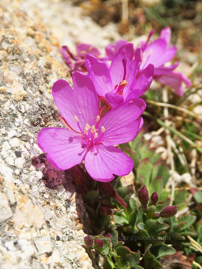 rock-fringe willow-herb (Epilobium obcordatum) [North Fork Lone Pine Creek Trail, John Muir Wilderness, Inyo County, California]