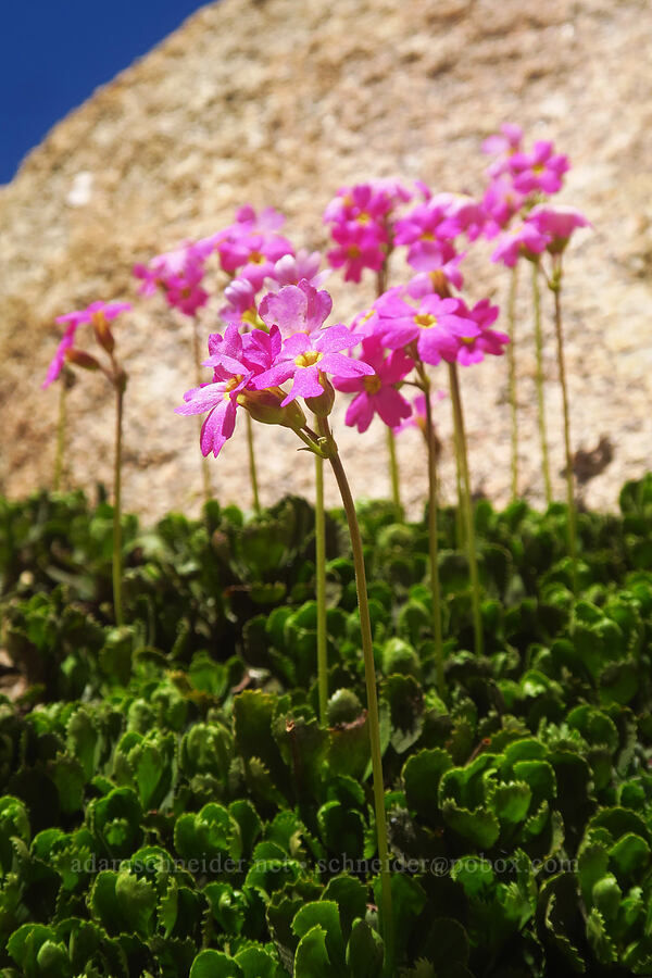 Sierra primrose (Primula suffrutescens) [North Fork Lone Pine Creek Trail, John Muir Wilderness, Inyo County, California]