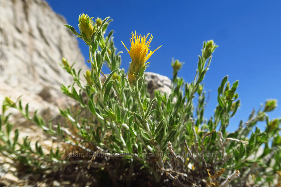 white-stem goldenbush (Ericameria discoidea (Haplopappus macronema)) [North Fork Lone Pine Creek Trail, John Muir Wilderness, Inyo County, California]