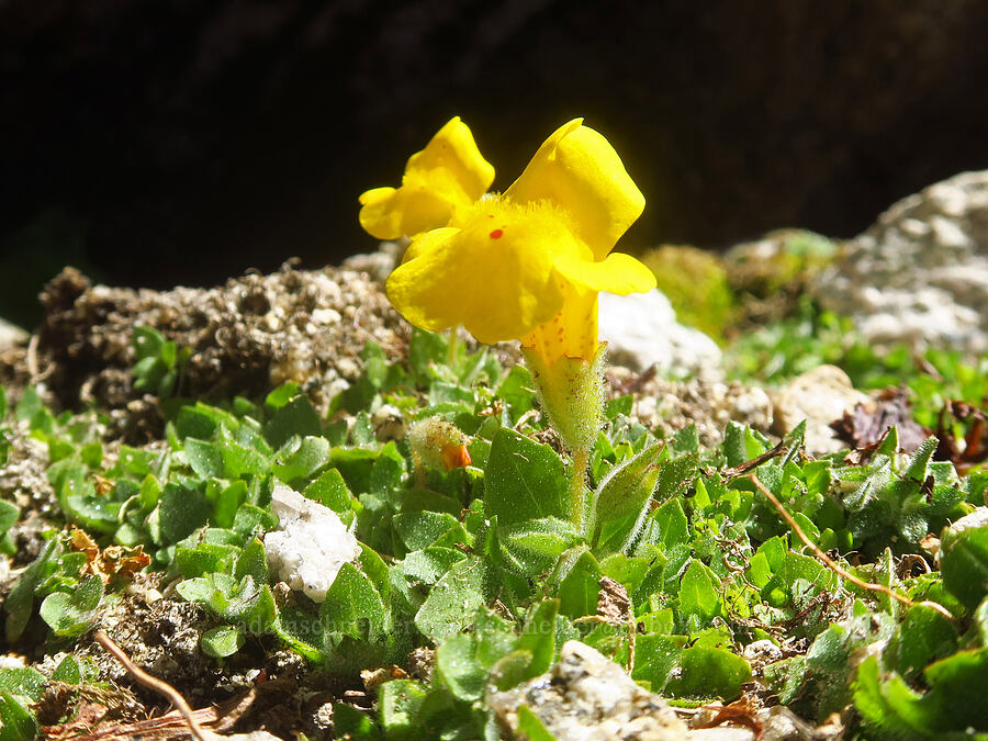 Tiling's monkeyflower (Erythranthe tilingii (Mimulus tilingii)) [North Fork Lone Pine Creek Trail, John Muir Wilderness, Inyo County, California]