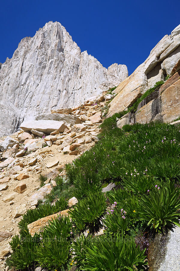 Mt. Whitney & shooting stars in a seep (Dodecatheon redolens (Primula fragrans)) [North Fork Lone Pine Creek Trail, John Muir Wilderness, Inyo County, California]