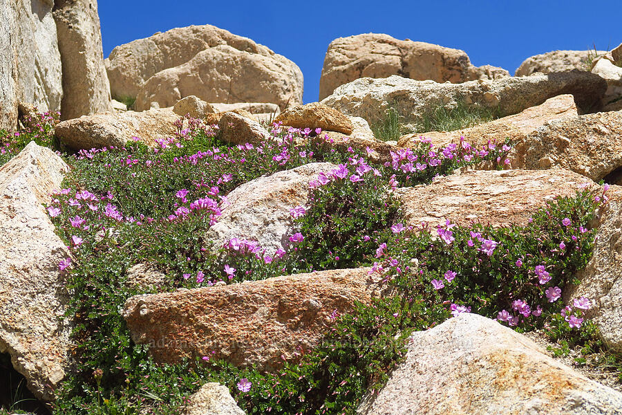 rock-fringe willow-herb (Epilobium obcordatum) [North Fork Lone Pine Creek Trail, John Muir Wilderness, Inyo County, California]
